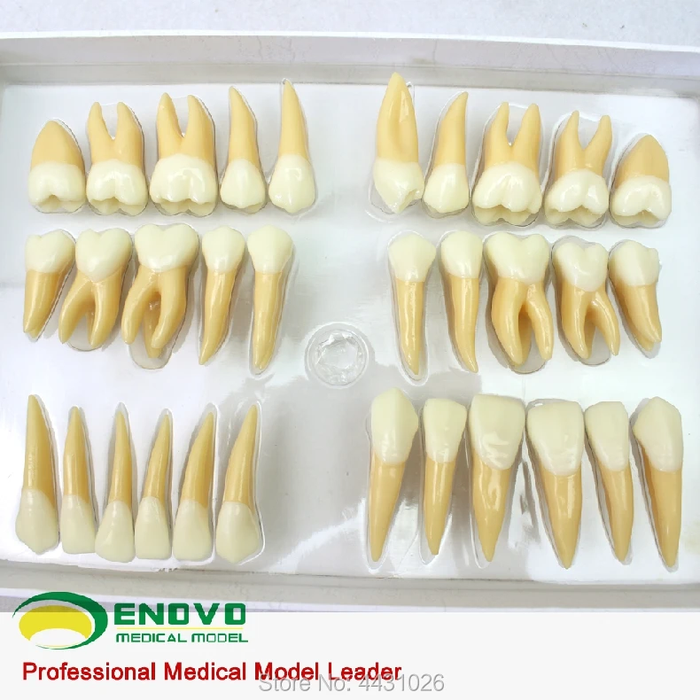 

ENOVO Dental model prosthesis carvings of teeth