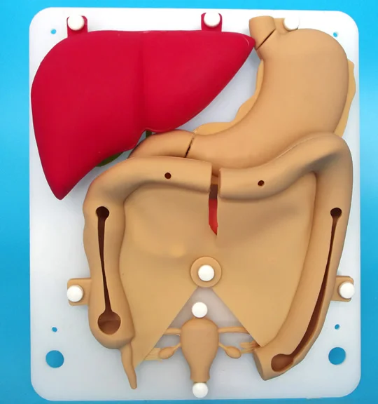 Laparoscopic simulation training silicone organ Liver gallbladder duodenal colon uterus suture practice