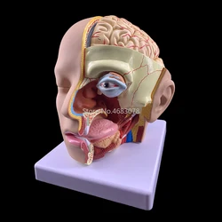 4 Parts Human Head Anatomical Model with Brain Model Head Skull Brain Cerebral Artery Anatomical Model  Hospital Teaching