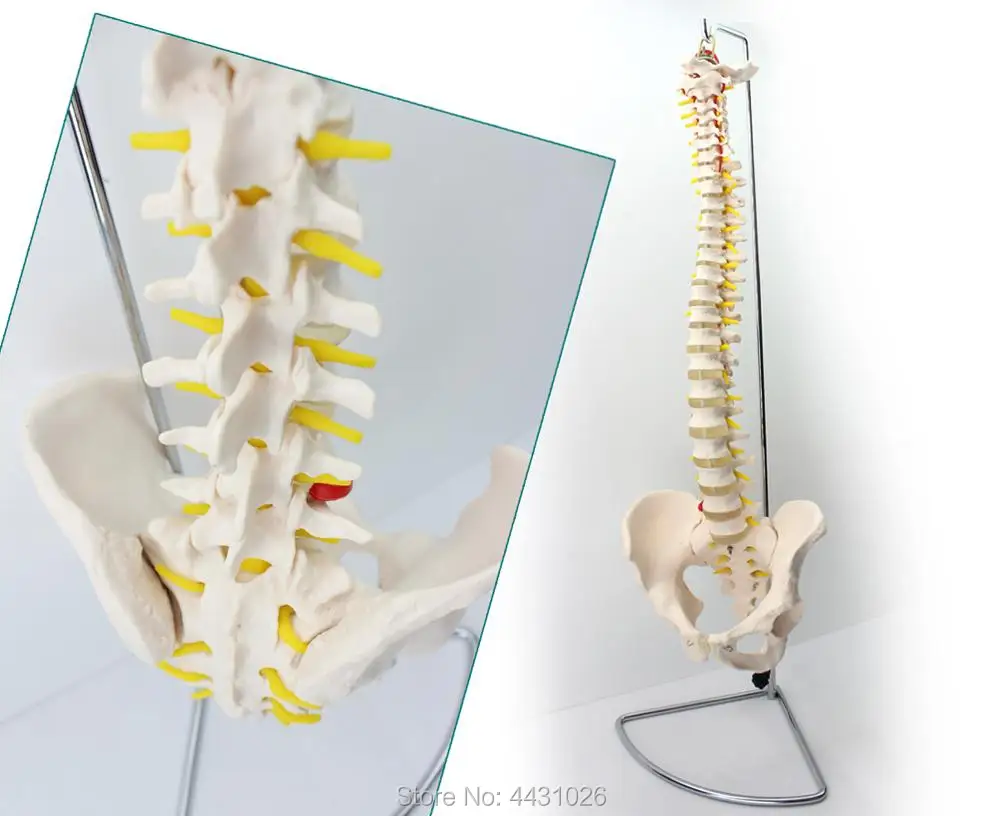 

ENOVO The European version of the human spine model 1:1