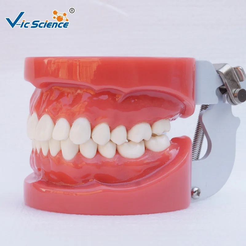 

Medical Dental Teeth Model for Sale