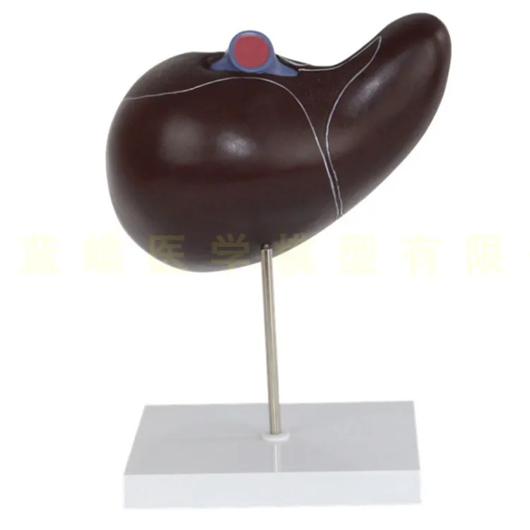 liver Visceral especially big liver model Medical Teaching moldel free shipping