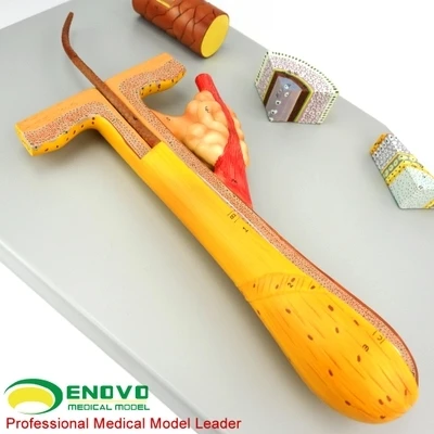 

Модель волосяного фолликула, модель анатомии кожи, модель для обучения макияжу и парикмахерской