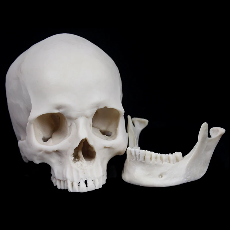 Life-Size Human Skull White Simulation 1: 1 Model of Medicine Skeleton Gothic Decoration Halloween Party Scene Layout Present