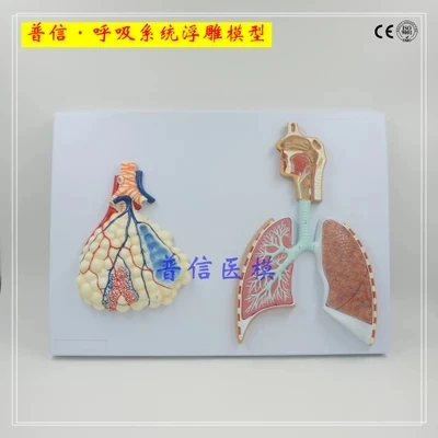 

human respiratory system Relief model Alveolar, lung and bronchus, mouth, nose and throat free shopping