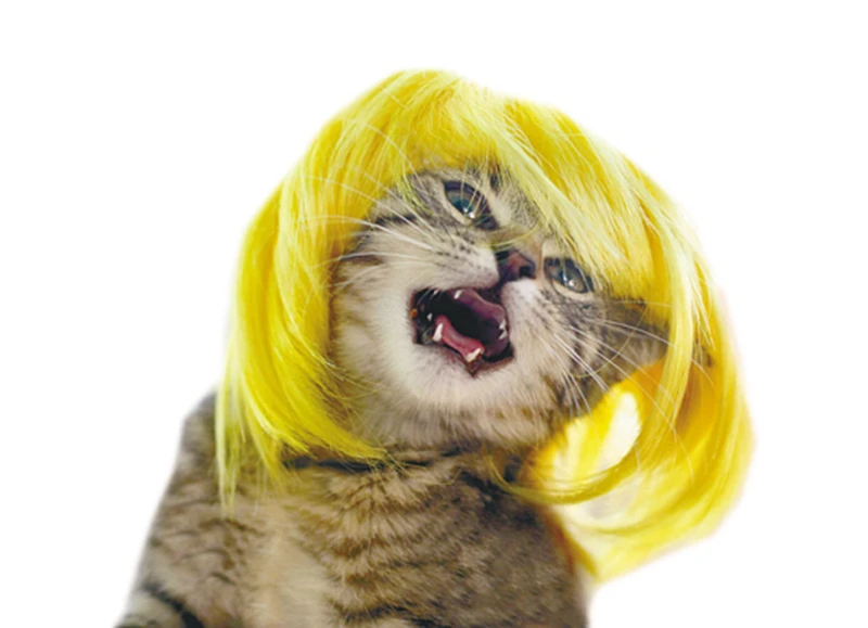 Mpk猫用ウィッグ猫用コスチューム黄色と青 - AliExpress
