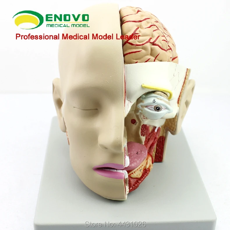 

ENOVO Human medical brain model sagittal sinus model oral and otorhinolaryngology model