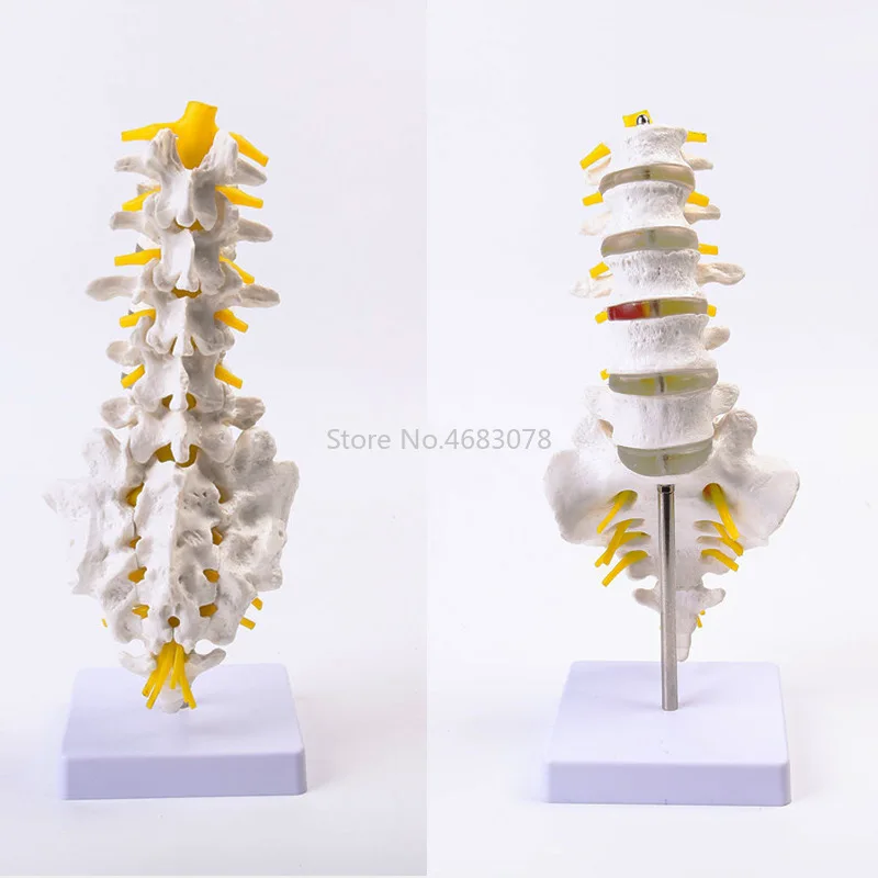 Brand New Human Anatomical Lumbar Vertebrae Model Caudal Vertebra Anatomy Medical teaching supplies 32x12x12cm