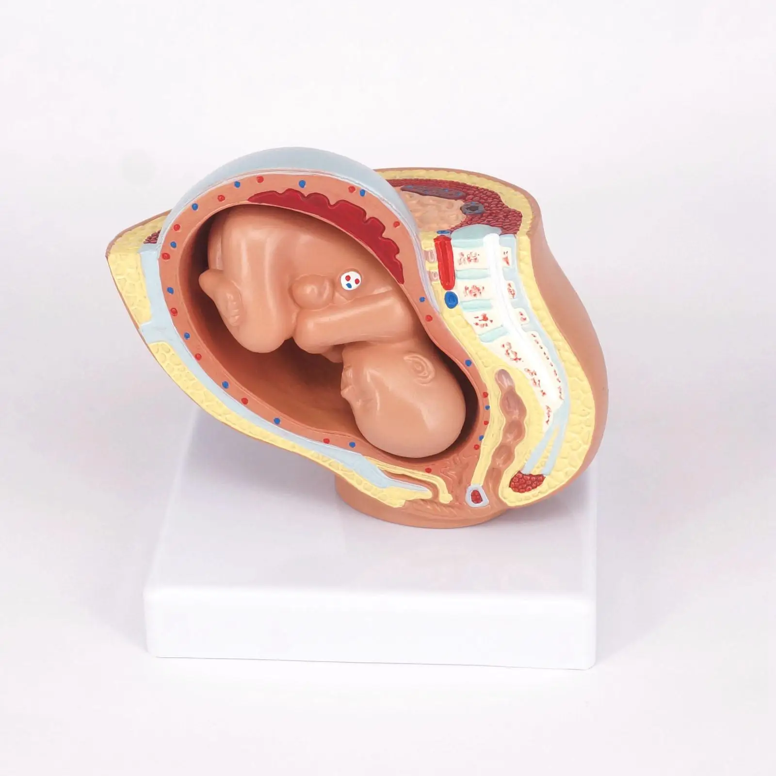 PVC Human Female Pelvic Section Pregnancy Anatomical Model Medical Pelvis Anatomy