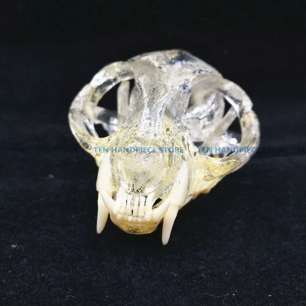 

2018 good quality Catamount cat's teeth skull jam teaching model Transparent anatomical model of Veterinary Medicine