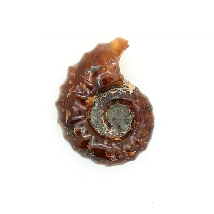 

Need Morocco Full jade snail fossil specimens of high-end gift boutique teaching fossil collections yhl06