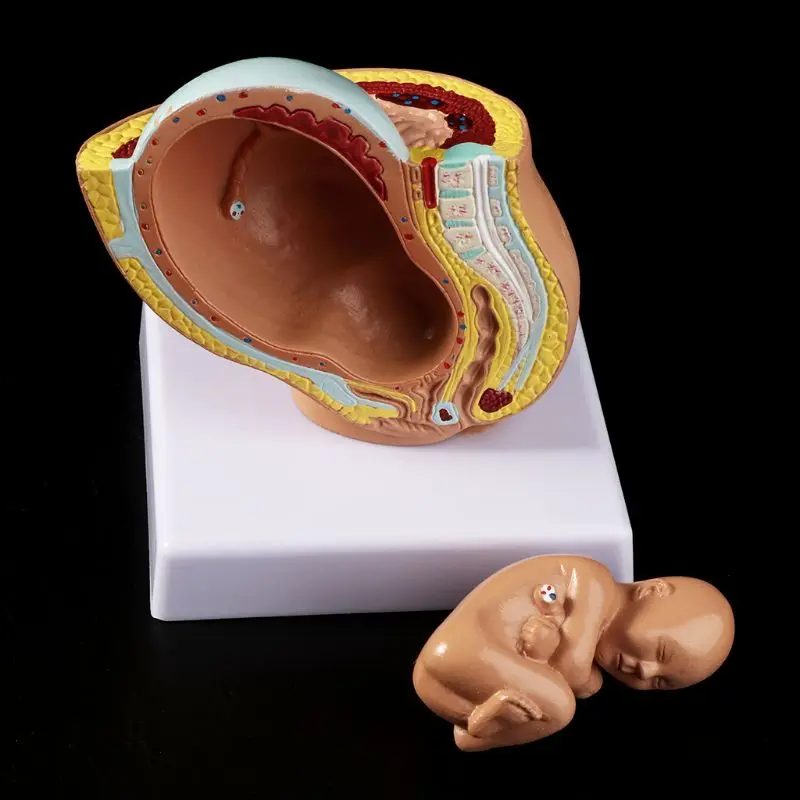 Medical props model 9th Month Baby Fetus Foetus Pregnancy Human Pregnancy Fetal Development Medical Model