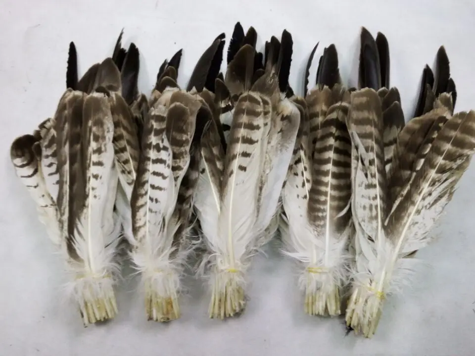 New! 50 high-quality Eagle bird feathers, 10-16 \