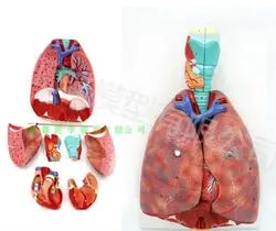 Modelo de anatomía cardiopulmonar laríngea humana, modelo de sistema respiratorio, oído, nariz y garganta, Departamento de anatom cardiopulmonar