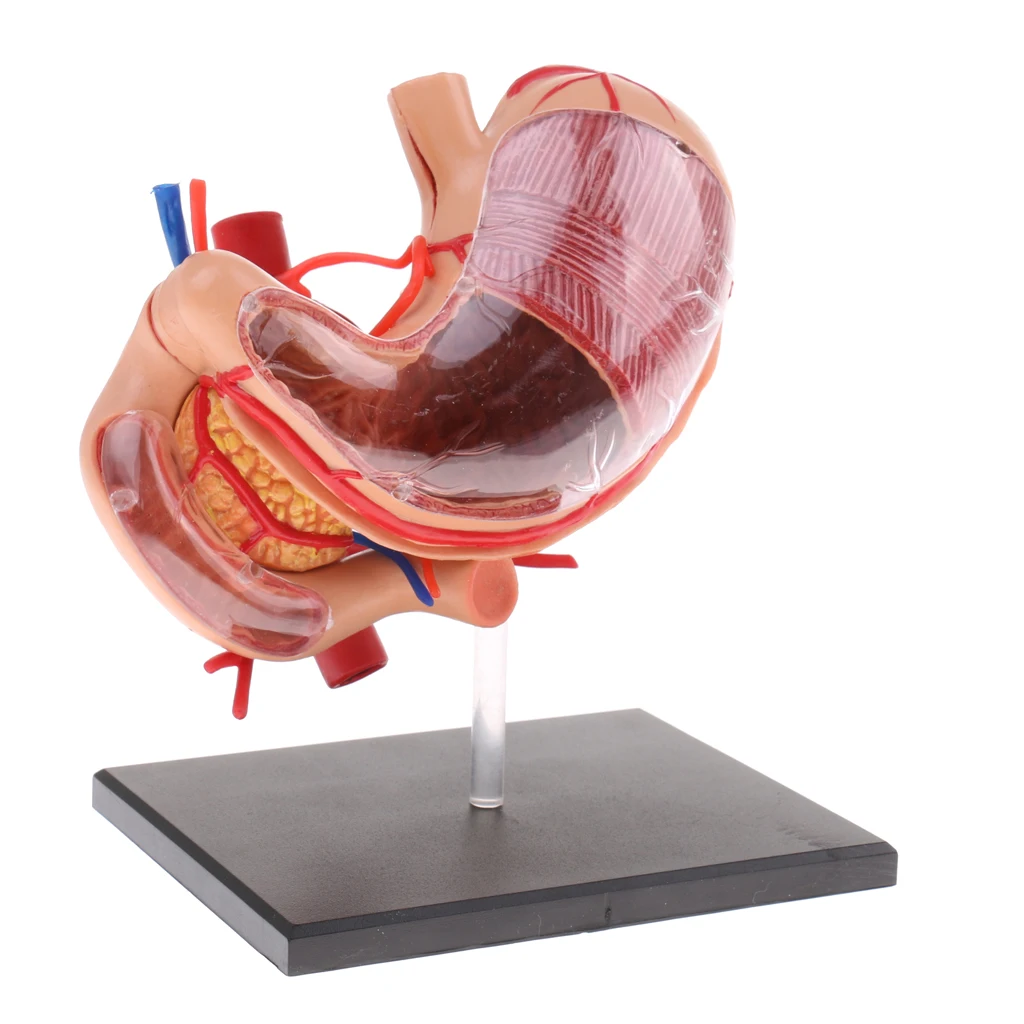 2:3 menschlichen Magen & Bauchspeicheldrüse Organe Medizin Anatomisches Modell Anatomie Wissenschaft Lernen