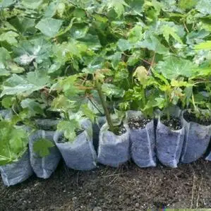 

Plant nursery bags for Flower/Vegetable Transplant Breeding Pots Garden Planting Nursery Plant Grow Pot Non-woven Fabrics