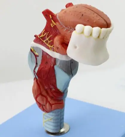 Laryngopharyngeal model laryngopharyngeal anatomy model tongue model thyroid model medical organ