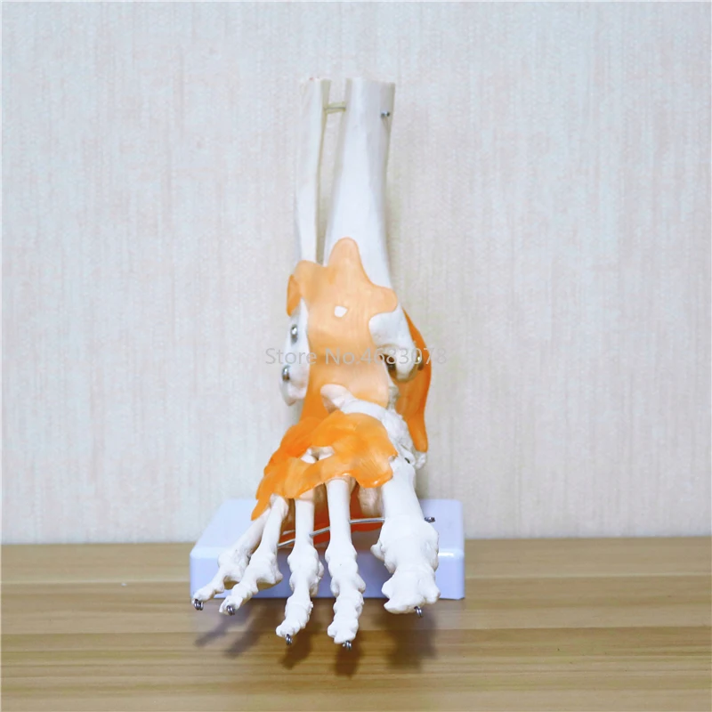 23x21x11cm Human 1:1 Skeleton Ligament Foot Ankle Joint Anatomi cal Anatomy Medical Teaching Model