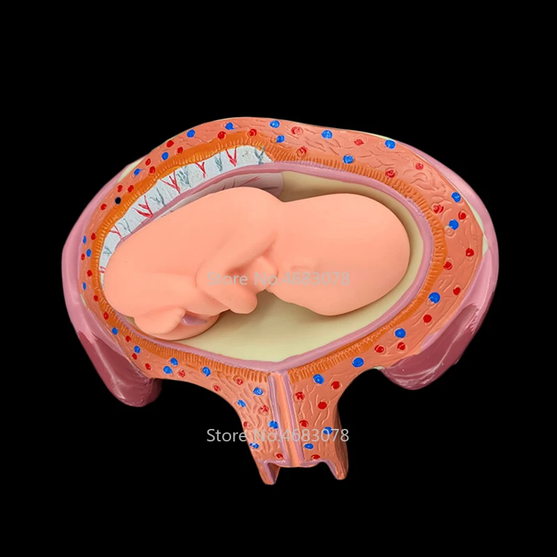 8 X Fetal model Anatomical Human Fetal Development Model - Baby Fetus Foetus Pregnancy Anatomy