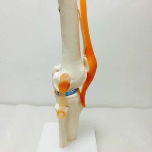 7 en çok satan, diz anatomisi-no. 6