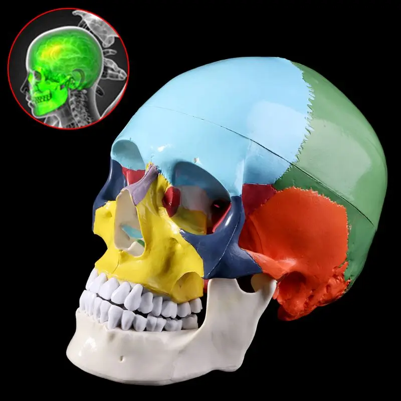 Life Size Colorful Human Skull Model Anatomical Anatomy Medical Teaching Skeleton Head Studying Teaching Supplies