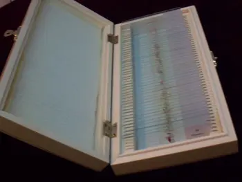 Ludzkie mikroskopu histologii przygotowane slajdy nauczania