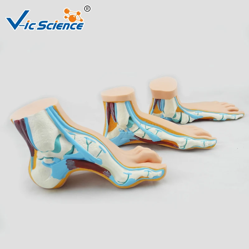 Foot Complete Set Anatomy Model Normal Flat Arched Foot Model