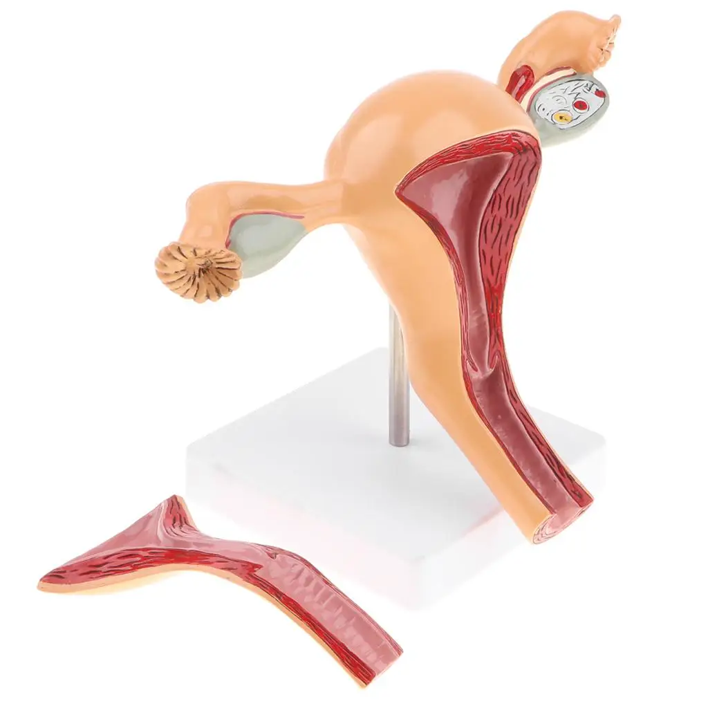 Sexual Female Organ Models Anatomic Model of Female Reproductive Organ Uterus Vagina, Female Womb Model