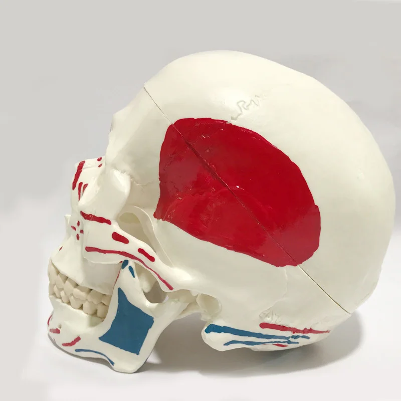 1:1 Medical Anatomical Human,Skull Model High Quality Classic Removable Medical teaching supplies