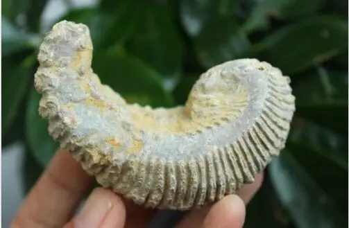 Oyster Fossil - Alectryon carinata - Cretaceous - Madagascar- 120-160 million years old