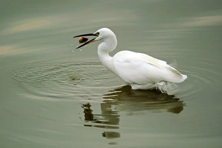 JINTU 900มม.F/8.0 Professional Telephoto Manual เลนส์กล้องถ่ายรูปสำหรับ NIKON D3500 D3200 D3400 D7500 D7100 D7200 D5500 d90กล้อง