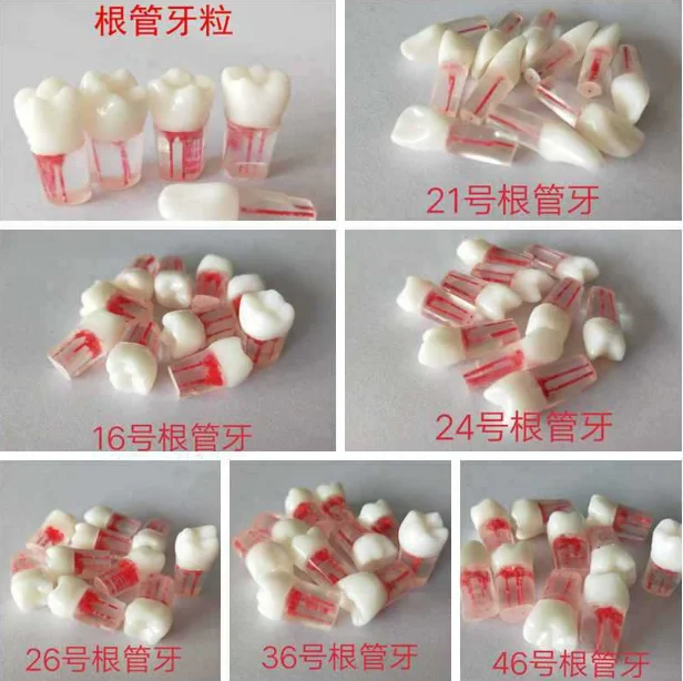 5pcs 1:1 Resin Dental Endodontic Student Study Practice Operation Model with Colored Root Canal Pulp Dentistry Lab Model