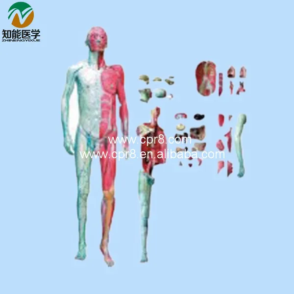 

Human Body Anatomy Model(With Muscle And Inner Organ) BIX-A1028 WBW303