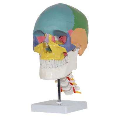 color human adult Skull model with cervical medical use art painting human skeleton 20*14*29cm PVC material