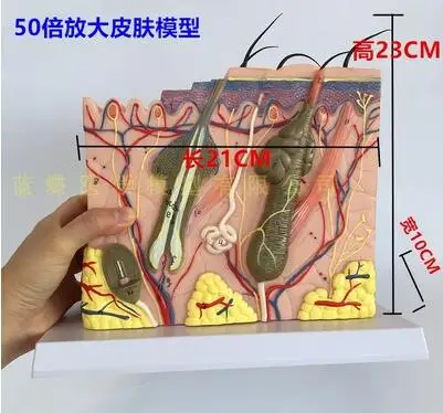 50-fold three-dimensional skin model skin structure anatomy cosmetic training AIDS