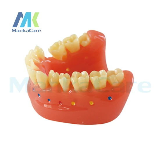 Manka Care - Interdental Brush Model Oral Model Teeth Tooth Model