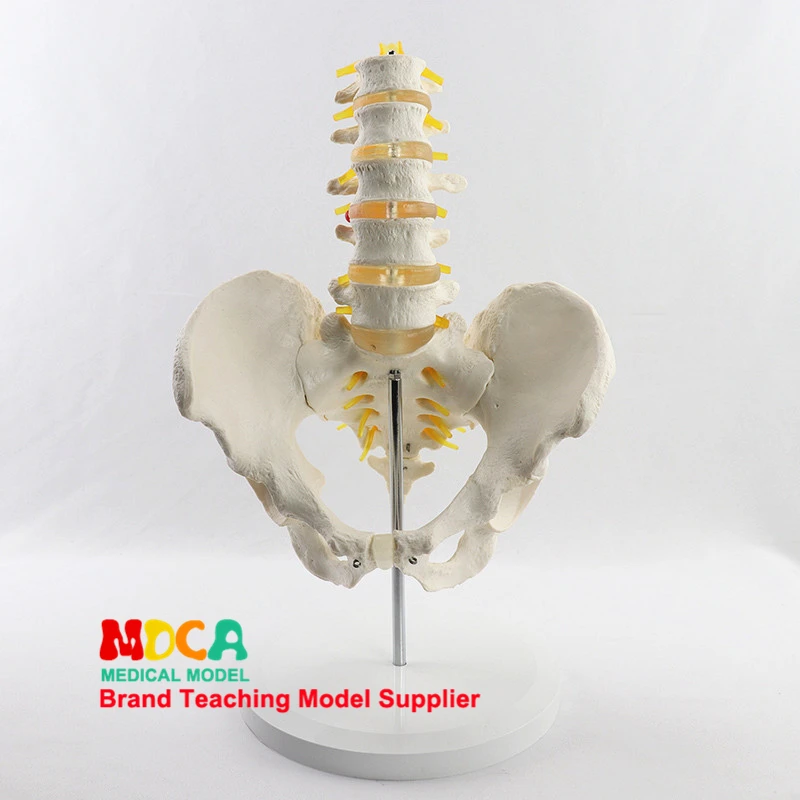 

Simulated Lumbar Vertebrae Pelvic Belt Five Lumbar Model Spine Spine Pelvis Medical Teaching Supplies