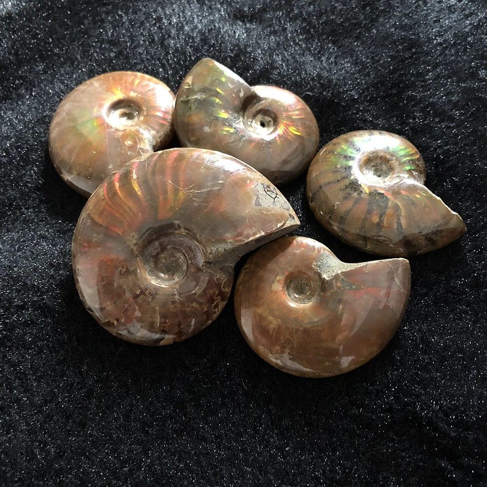 1pcs Rainbow Opal Ammonite - SALE AA+ Crystal Gem stone Whole Shell Nautilus 30MM 40MM 50MM