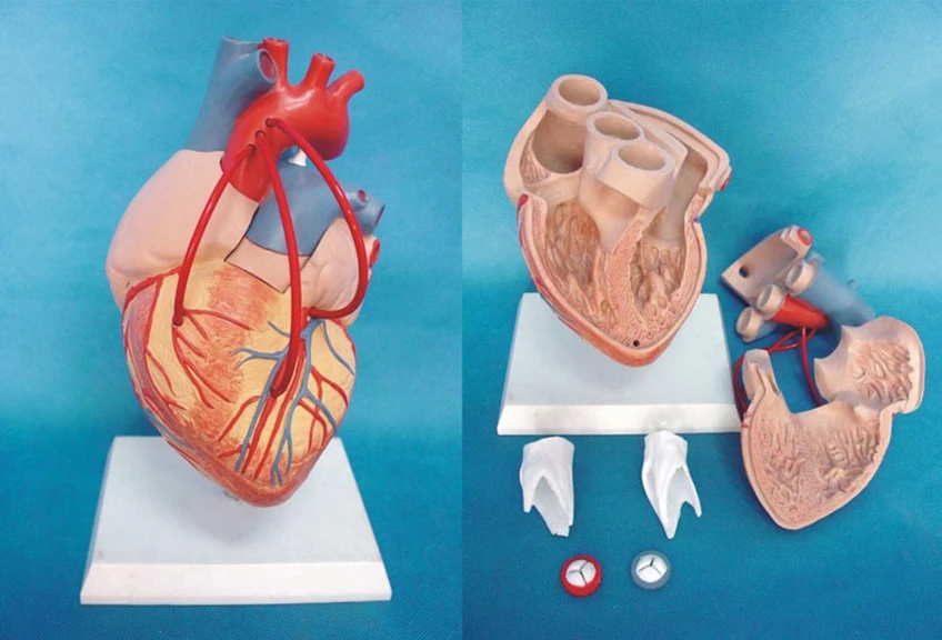 Human heart Anatomical Model Organ Anatomy Medical Teaching Human specimens model free shipping