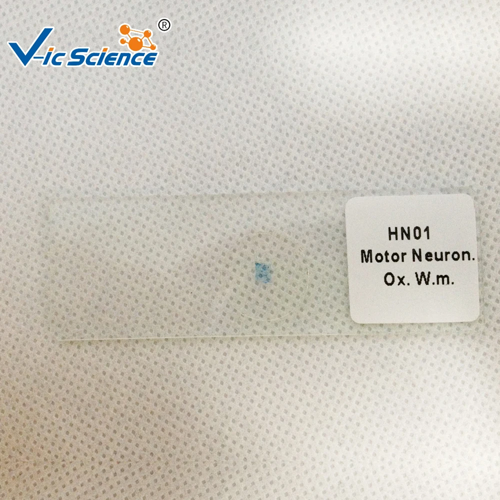 10 Pcs Biologi Pendidikan Siswa Siap Slide