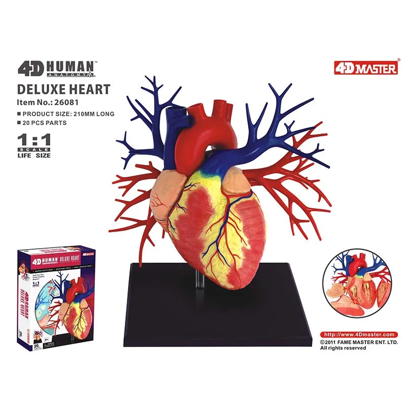 

4D 1:1 Heart Intelligence Assembling Toy HumanOrgan Anatomy Model Medical Teaching DIY Popular Science Appliances