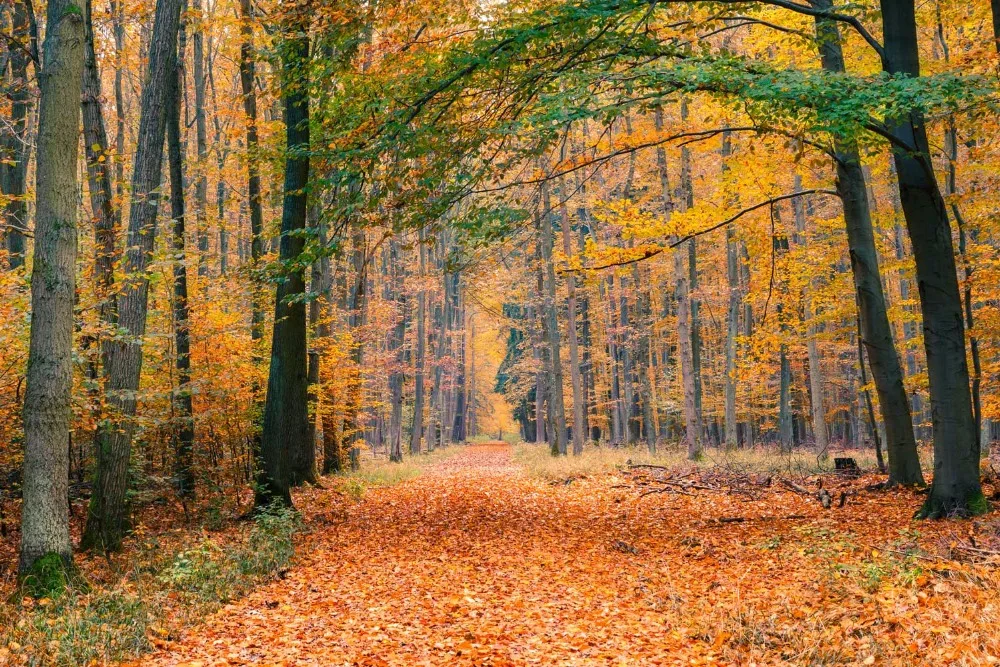 VinylBDS  Autumn Forest Photographic Background Village  Estudio Fotografia Deciduous Leaves Road Achtergrond Doeken Fotogra