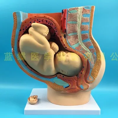 1:1 female pelvic full-term fetal model Pregnancy development and nine-month fetus model uterus reproductive model