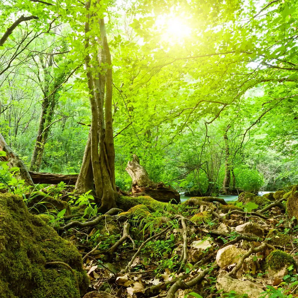 

Deep Forest Photography Background Green Leaves Trees Root Spring Summer Nature Scenery River Kids Children Photo Shoot Backdrop