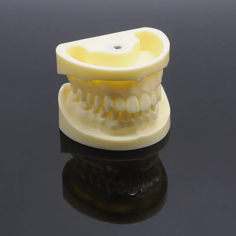 Corundum Tooth Model Teaching Model 1Pcs Color White For Dental Clinic