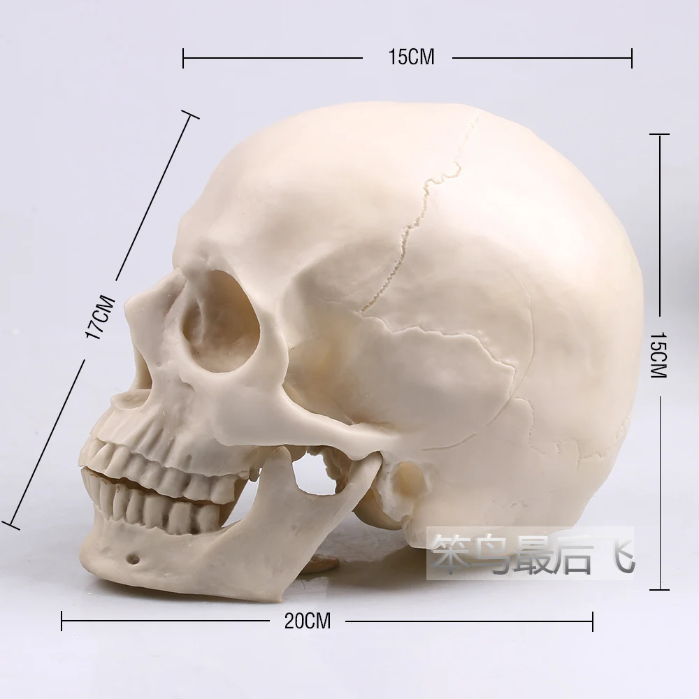 white 1: 1 human skull model life size resin skull model art teaching human skeleton model free shipping