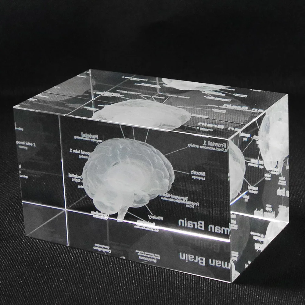 3D Human Anatomical Model Paperweight Laser Etched Brain Crystal Glass Cube Anatomy Mind Neurology Thinking Medical Science Gift