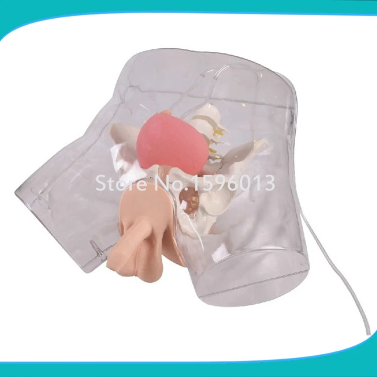 

Transparent Male Urethral Catheterization Simulator,Clinical Nursing Model