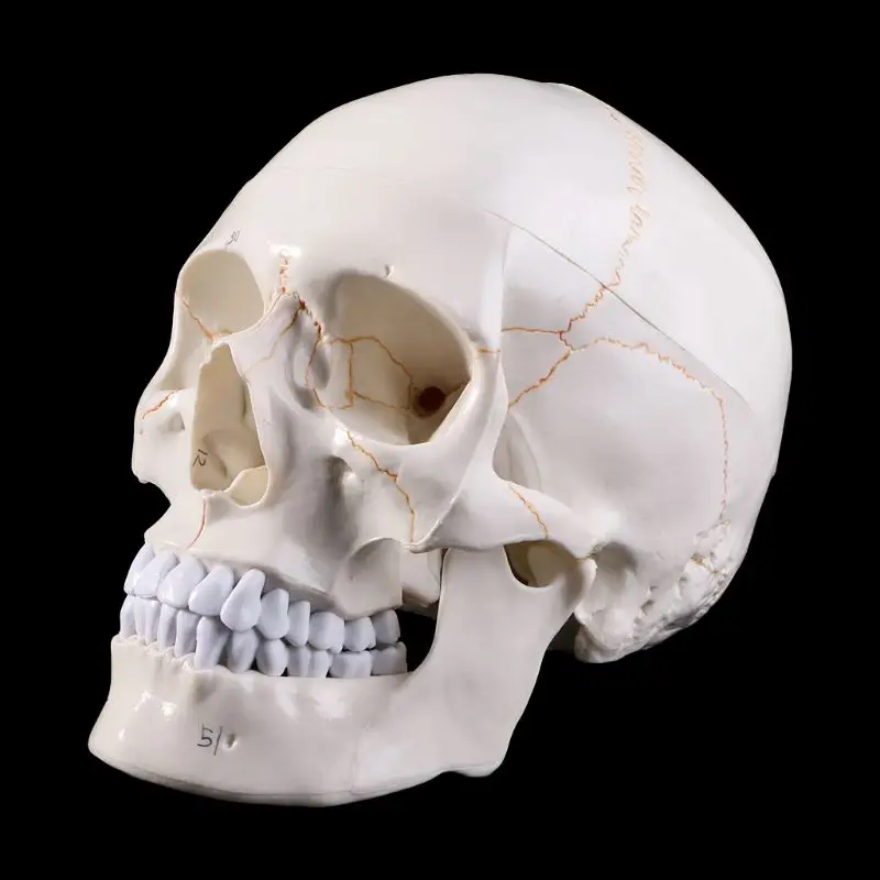 Medical props model Life Size Human Skull Model Anatomical Anatomy Medical Teaching Skeleton Head Studying Teaching Supplies