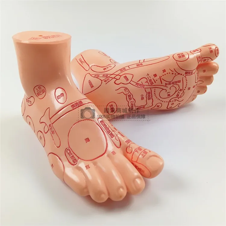 

Fashionable Plastic Acupoint Foot Mannequin Foot Model Best Quality Hot Sale